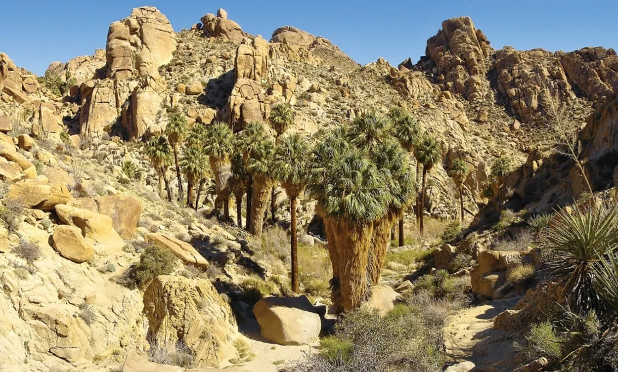 Lost Palms Oasis LP oasis2288683041 f298ba5df7 b