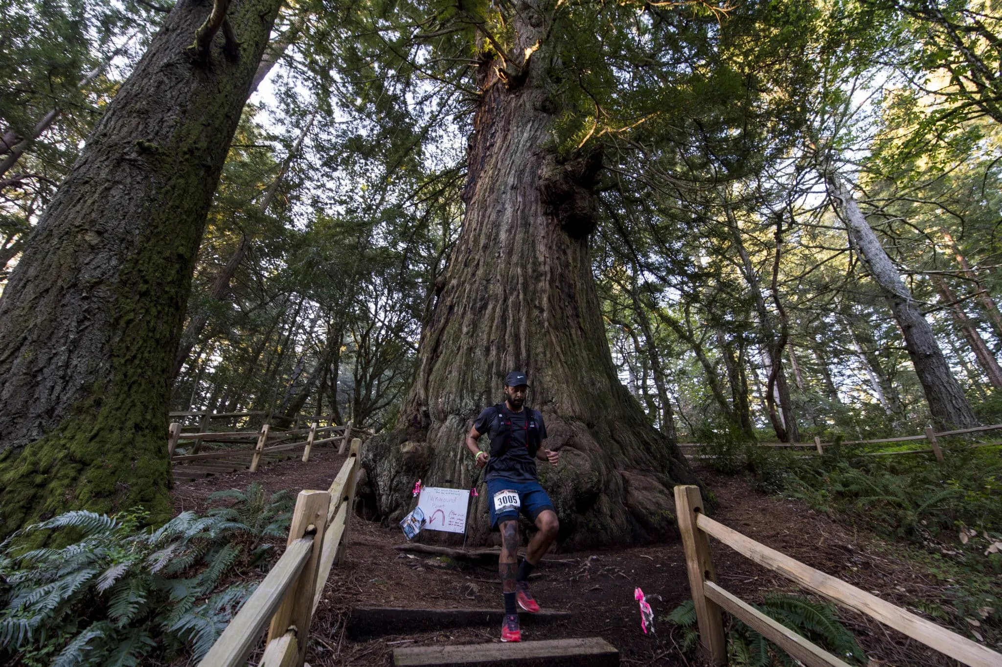 Redwoods TF-220 Vacation Races runner descends some stairs as he passes a giant redwood