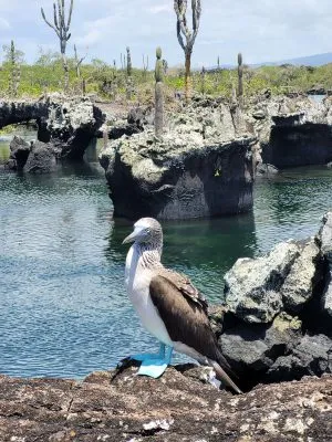 Ecuador scout galapagos Isabela 3